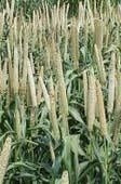 Alligator Brand Tifleaf 3 Pearl Millet Seed, 50 lb certified bag