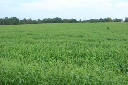 Brown Top Millet Grass Seed 50# Bag