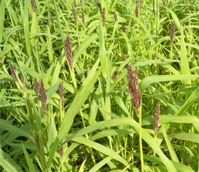 Japanese Millet Grass Seed 50#