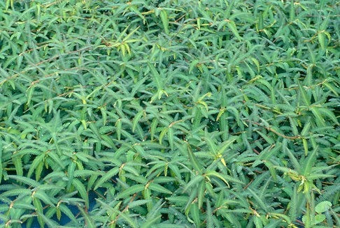 Aeschynomene (Americana) Seeds 50-lbs