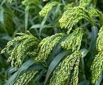 Dove Proso Millet Grass Seed 50#