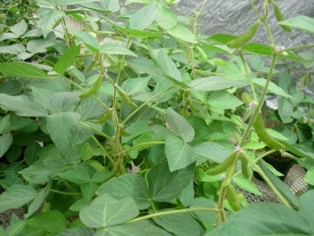Osage NON GMO Soybean Seed - 50 lb