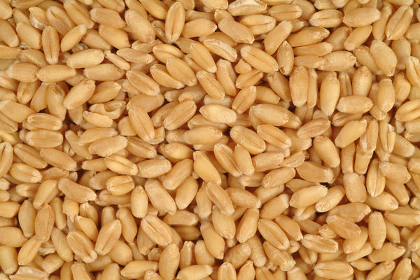 Wheat Seed 50-lbs