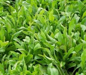 Antler Chicory Seeds 5-lbs