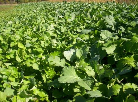 Canola Seed 50LB
