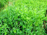 Alyce Clover Seed 50-lbs