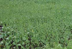 Trophy Forage Rape Seed - 5 lbs