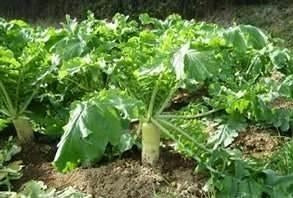 Daikon Radish Seed 5LB