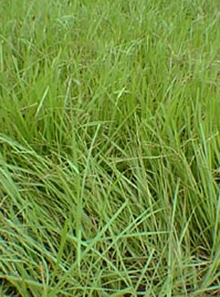 Contractor Blend Seeds 50% Coated Pensacola Bahia /50% Browntop Millet 50-lbs