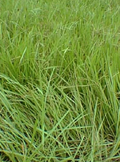 Contractor Blend Seeds 50% Coated Pensacola Bahia /50% Browntop Millet 50-lbs