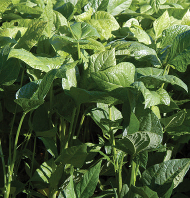 Iron & Clay Cow Peas 50#